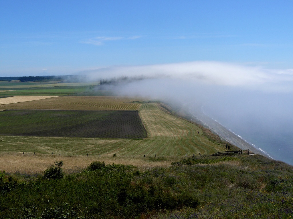 Fog on Ebey's Bluff