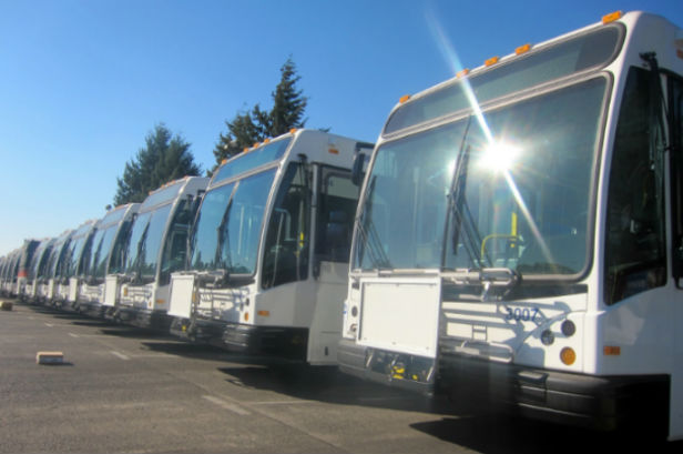 TriMet buses in the sun