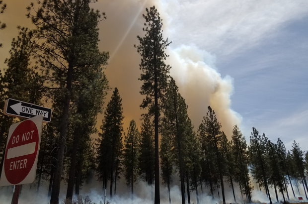 Smoke rising above trees