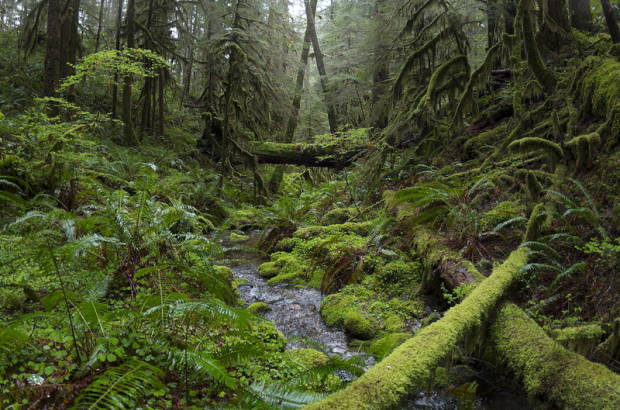 Photo of Oregon lush green rainforest