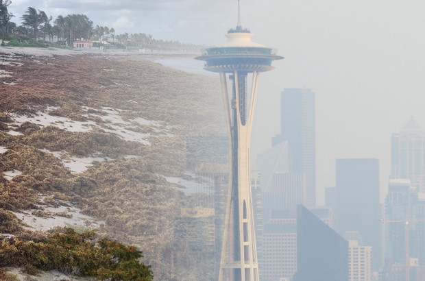 Blended photo of smoky Seattle skyline and Sargasso seaweed on a coastline