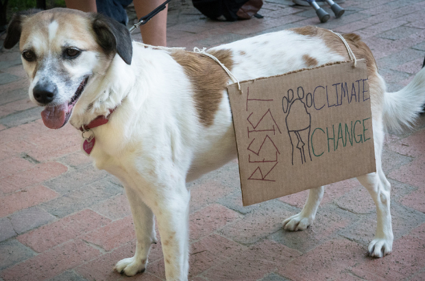image of dog climate protesting