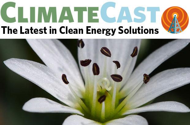 ClimateCast - Chickweed