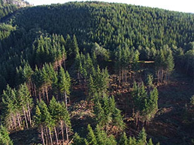 Ecotrust Forest Management
