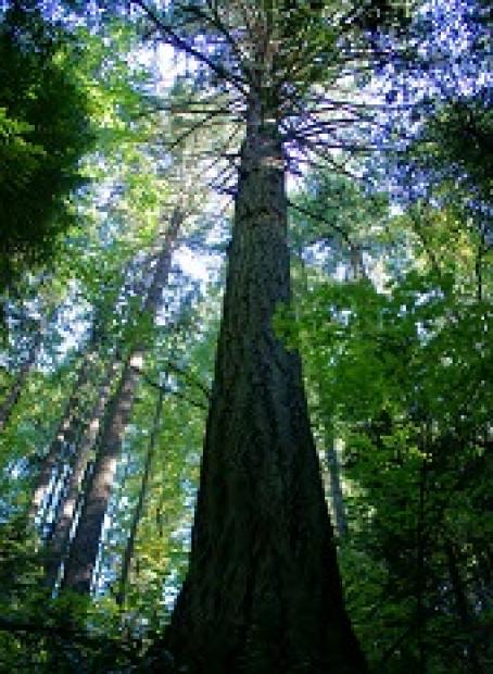 Old growth douglas fir