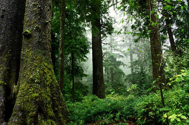 Old Growth Forest, Oswald West State Park, Oregon. Photo by David Patte/U.S. Fish and Wildlife Service