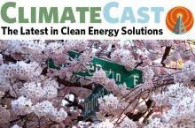 Cherry blossoms in Seattle