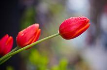 Tulips leaning forward