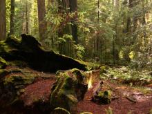 California redwood forest