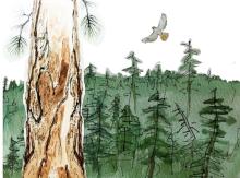 Biocarbon: forest and eagle