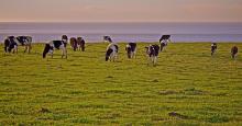 Cattle grazing in Marin