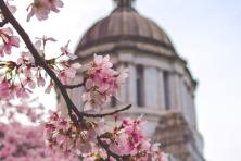 wa capitol bldg in background, cherry blossoms in foreground