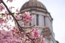 spring cherry blossoms in foreground with blurred olympia wa capitol building in background 