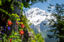 image of spring flowers with Mt Hood