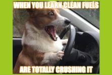 meme with corgi driving looking overjoyed: text overlay says "when you learn clean fuels are totally crushing it"