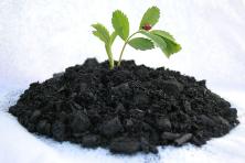 Biochar