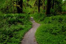 Quinault Trail - Olympic National Forest
