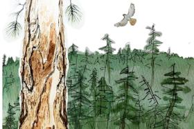 Biocarbon: forest and eagle