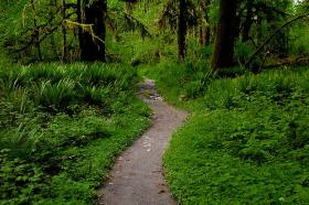Quinault Trail - Olympic National Forest