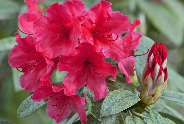 rhododendron blooming
